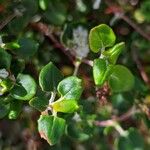 Eriogonum parvifolium Hoja