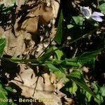 Viola jordanii Kabuk