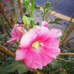 Alcea rosea Virág