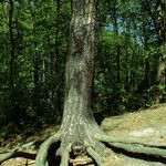 Pinus sylvestris Habitus