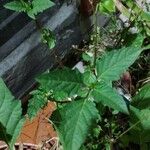 Physalis philadelphica Fuelha