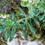 Erinus alpinus Hoja
