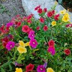 Calibrachoa parvifloraBlomst