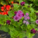 Ageratum houstonianumLorea