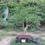 Torreya nucifera 叶