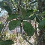 Euphorbia umbellataপাতা