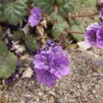 Phacelia calthifolia Lorea