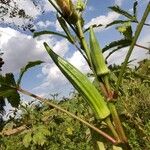 Abelmoschus esculentus Blad