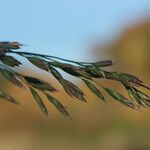 Festuca arundinacea autre