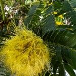 Cojoba arborea Flor