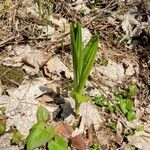 Veratrum lobelianum पत्ता