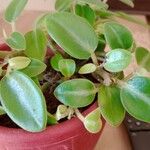 Peperomia serpens Lapas