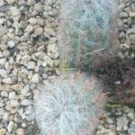Oreocereus trollii Yaprak