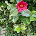 Camellia sasanquaŽiedas