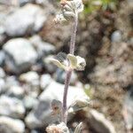 Artemisia umbelliformis Fruit