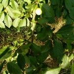 Prunus spinosa ᱡᱚ