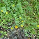 Trifolium badium Hábito