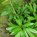 Paeonia peregrina Blad