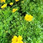 Bidens ferulifolia Levél