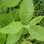 Vernonia baldwinii Leaf