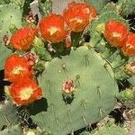 Opuntia engelmannii Habit