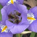 Iris unguicularis 花