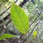 Conceveiba guianensis Лист
