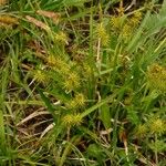 Carex flava Blüte