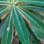 Euphorbia mellifera Lapas