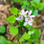 Cardamine chelidonia Цвят