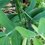 Lathyrus linifolius Blad