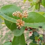 Psorospermum febrifugum Sonstige