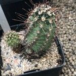 Echinocereus papillosus Fuelha