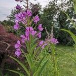 Epilobium angustifolium পাতা