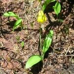 Erythronium grandiflorum Habitus