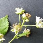 Rubus bertramii Blomma