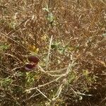 Macroptilium atropurpureum Fruit