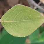 Combretum apiculatum Leaf