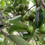 Cassine orientalis Fruit