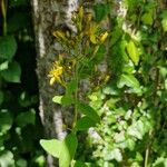 Hypericum hirsutum Libunga