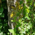 Hypericum hirsutum Hábito