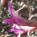 Astragalus lentiginosus Bloem