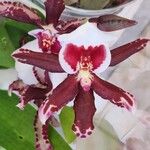Oncidium crocidipterum Flor