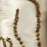 Sideritis montana Fula