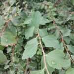 Spiraea trilobata Leaf