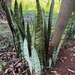 Sansevieria zeylanica ഇല