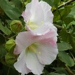 Hibiscus mutabilis Blüte