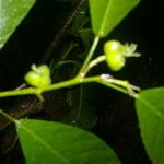 Cleidion castaneifolium Fruit