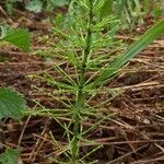 Equisetum arvense Jani