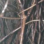Akebia trifoliata Rusca